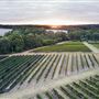 Vasse Felix Vineyard