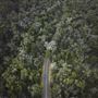 Boranup Karri Forest Margaret River