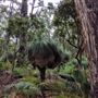 Dwellingup State Forest