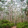 Boranup Karri Forest Margaret River