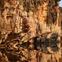 Geikie Gorge National Park