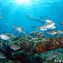 Houtman Abrolhos Islands