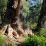 Valley of the Giants