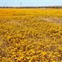 Wheatbelt Region