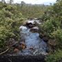 Dwellingup State Forest