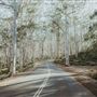 Boranup Karri Forest Margaret River