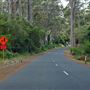 Boranup Karri Forest Margaret River