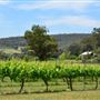 Myattsfield Vineyards