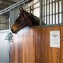 Gold Front Breeding & Racing