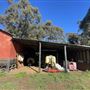 Shearing Shed @ Duke's Vineyard