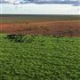 Pardoo Wagyu Station