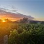 Shepherds Hut Winery