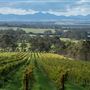 Duke's Vineyard