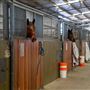 Gold Front Breeding & Racing