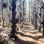 Jarrahdale Pine Plantations