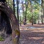 Jarrahdale Pine Plantations