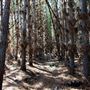 Jarrahdale Pine Plantations