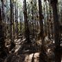 Jarrahdale Pine Plantations