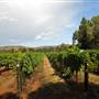 Faber  Vineyard, Swan Valley