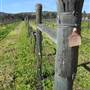 Faber  Vineyard, Swan Valley