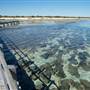 Hamelin Pool Marine Nature Reserve