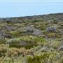 Abrolhos Islands - East Wallabi