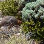 Abrolhos Islands - East Wallabi