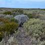 Abrolhos Islands - East Wallabi