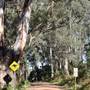 Denmark/Albany Forest Roads