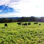 Nannup - Xmas Brook Farm