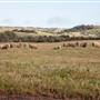 Chapman Valley