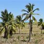 Coconut Wells (Goolarabooloo Millibinyarri)