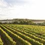 Vasse Felix Vineyard