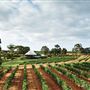 Vasse Felix Vineyard