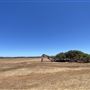 Greenough Leaning Trees