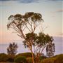 Goldfields - Esperance Region