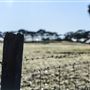Myrup