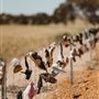 Wheatbelt Region