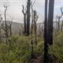 Dwellingup State Forest