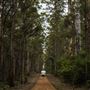 Boranup Karri Forest Margaret River