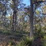 Shambala Forest Retreat
