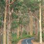 Boranup Karri Forest Margaret River