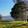 Brigadoon - Campresic Road