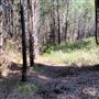 Jarrahdale Pine Plantations