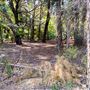 Jarrahdale Pine Plantations