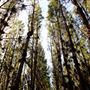 Jarrahdale Pine Plantations