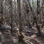 Jarrahdale Pine Plantations