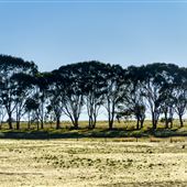 Myrup