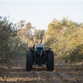 Jumanga Olives