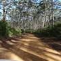 Boranup Karri Forest Margaret River
